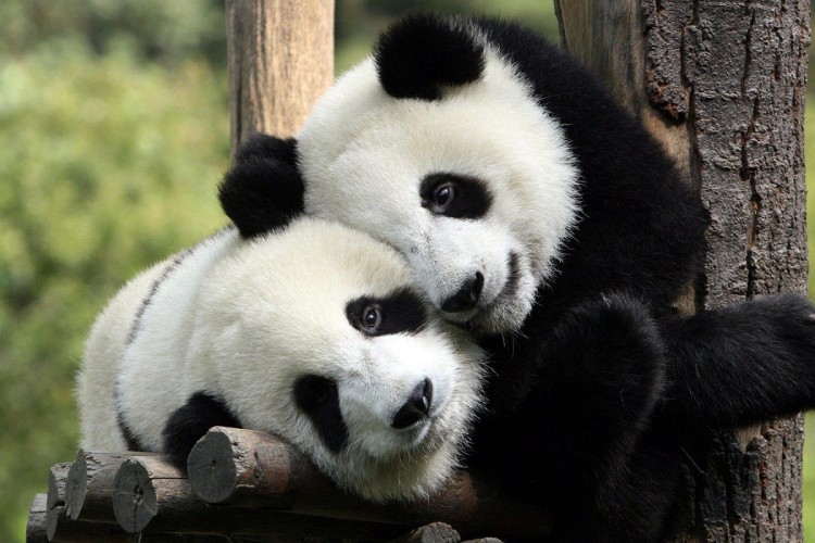 40+ Cute Panda Captions for Instagram