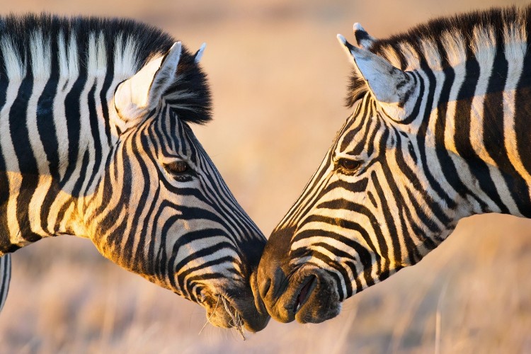 Top Zebra Captions For Instagram