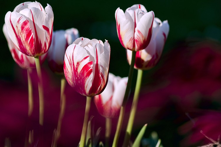 50+ Inspirational Tulip Captions for Instagram