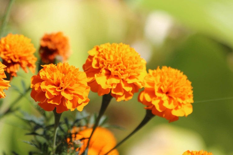 Awesome Marigold Captions for Instagram