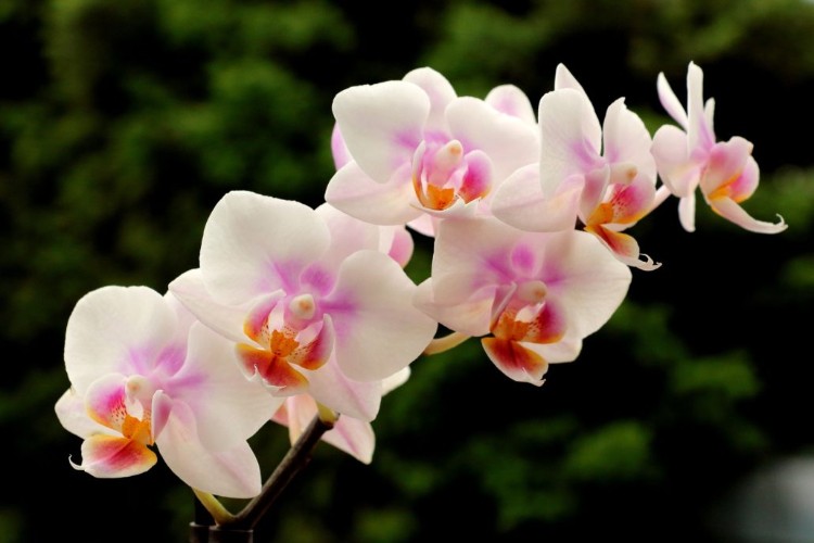 Lovely Orchids Captions for Instagram