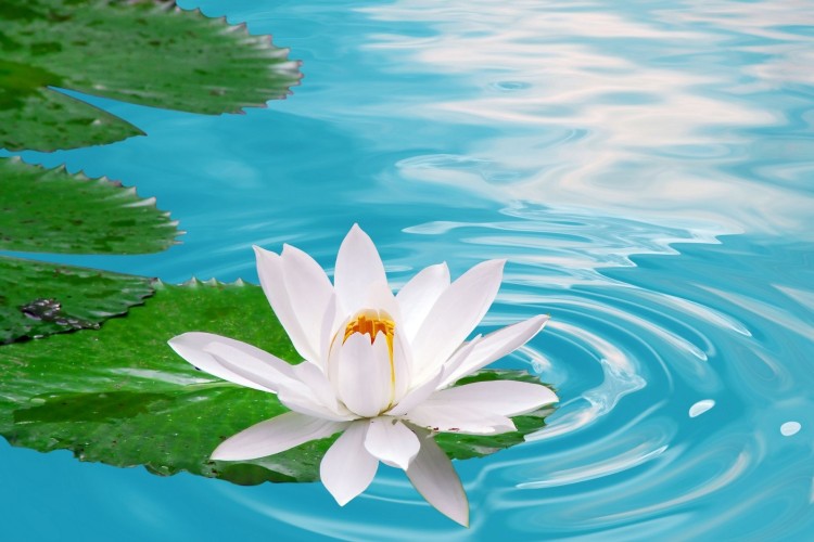Beautiful Lotus Flower Captions for Instagram