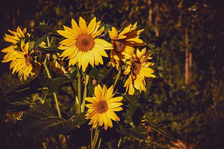 Blooming Sunflower Quotes And Captions For Instagram