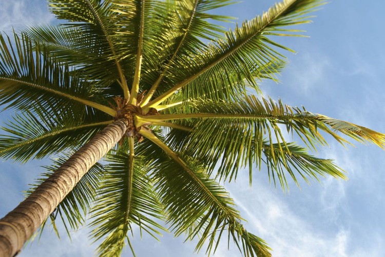 Palm Tree Instagram Captions For Palm Tree Photographs