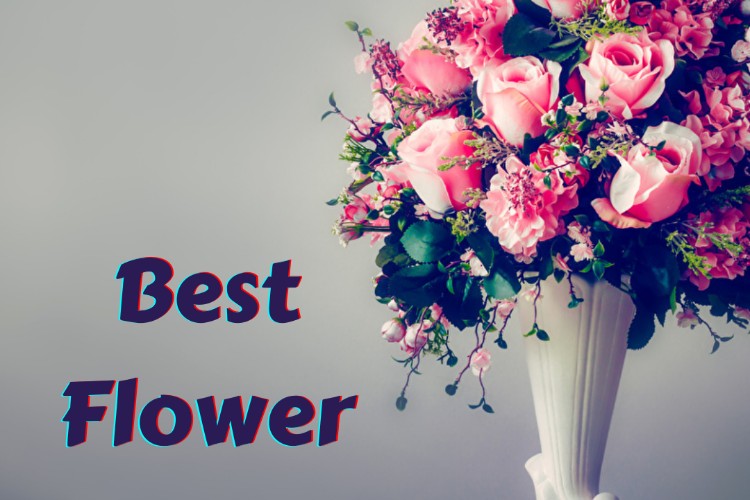 20+ Best Flower Puns for Your Flowers