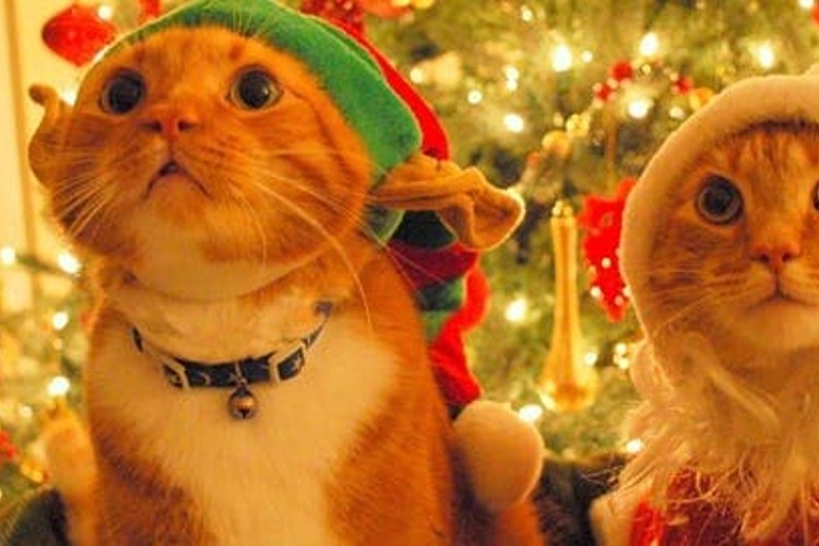 Best 40 Christmas Vacation Quotes Caption For Instagram