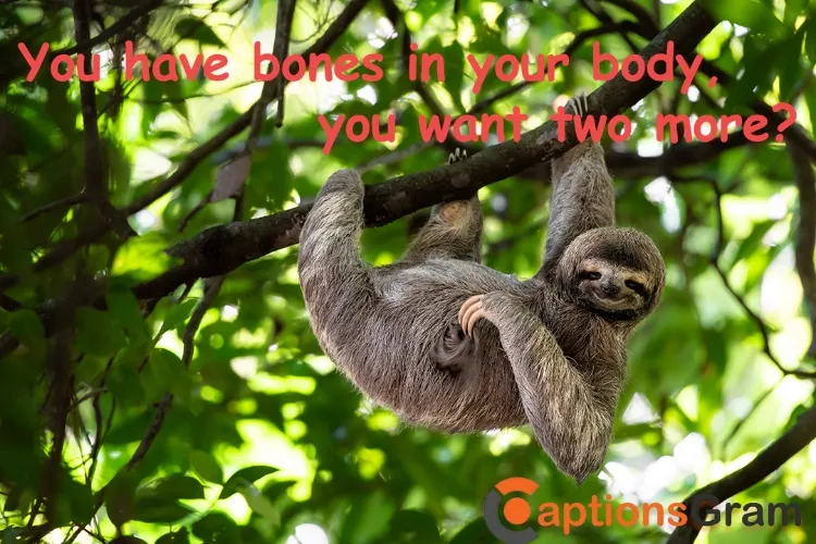 Top Sloth Pick Up Lines, Sloth Quotes or Captions for Instagram about Funny Sloths