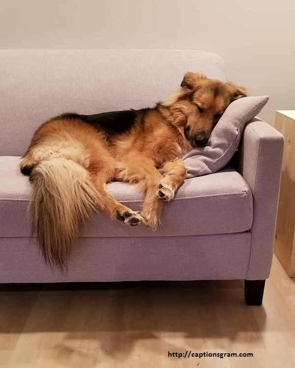 Sleeping Dog Caption For Instagram !