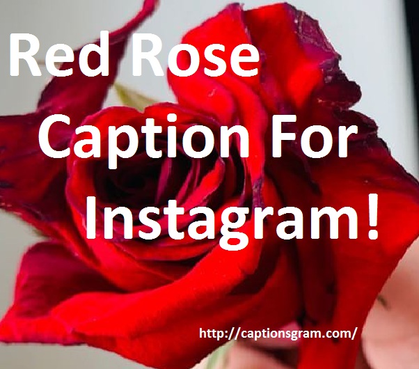 Top 50 Red Rose Caption For Instagram Captionsgram