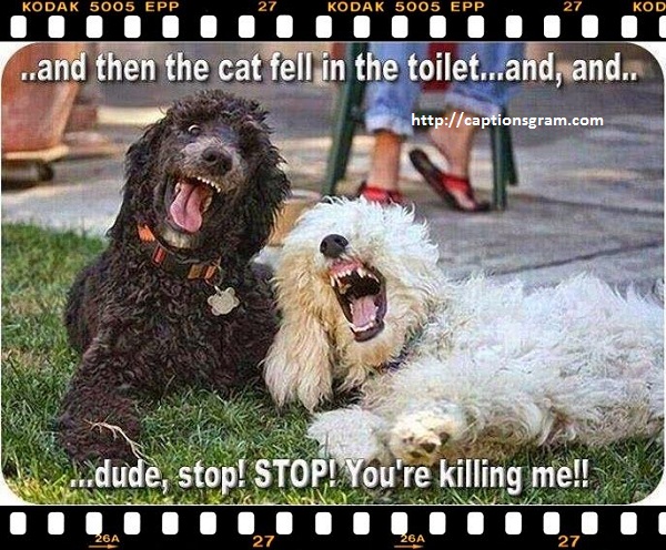 Funny Dog Caption For Instagram !