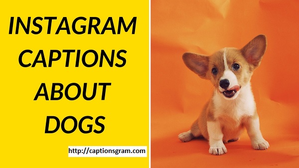 Instagram Caption About Dogs !