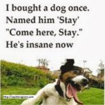 Funny Dog Caption For Instagram