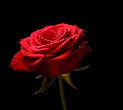 I am red rose 100 instagram