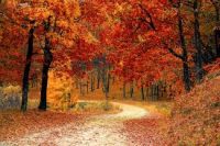 Best Fall Season Quotes For Instagram