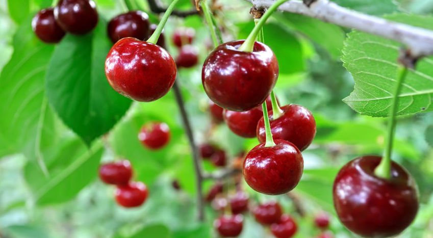 20 Best Cherry Captions For Instagram