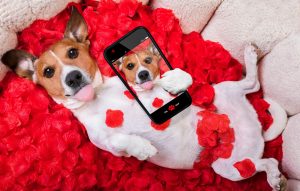 Valentine's Day Animal Puns for instagram