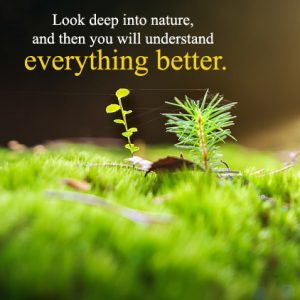 Nature Status & Quotes For A Nature Lover