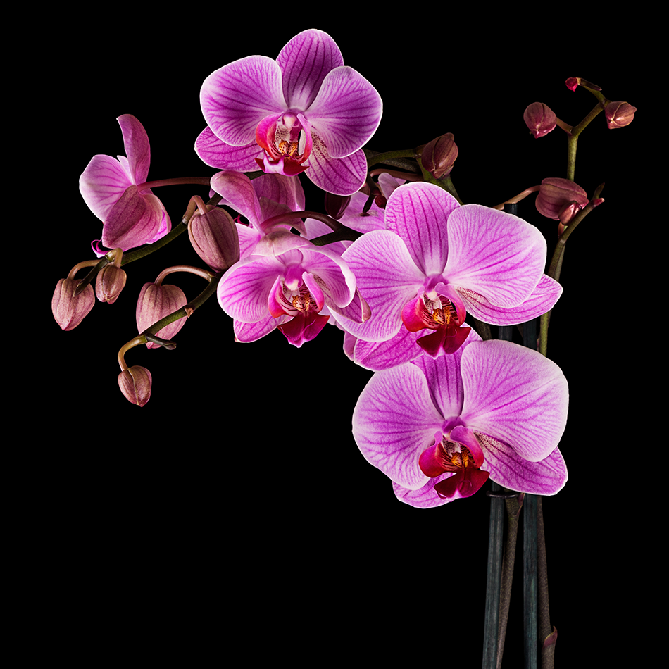 Beautiful Orchids Captions for Instagram