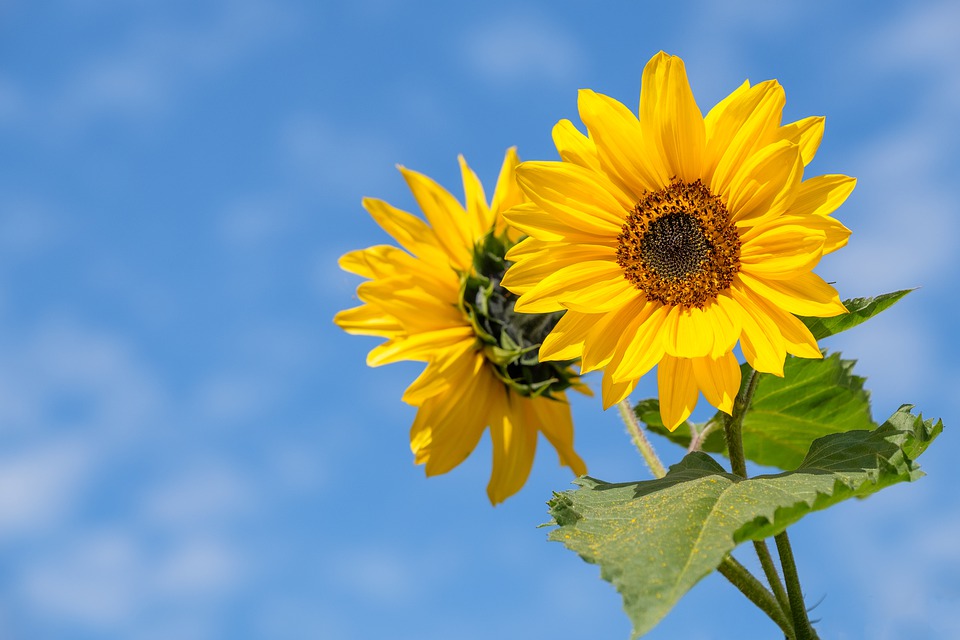 Beautiful Sunflower Captions with beautiful images