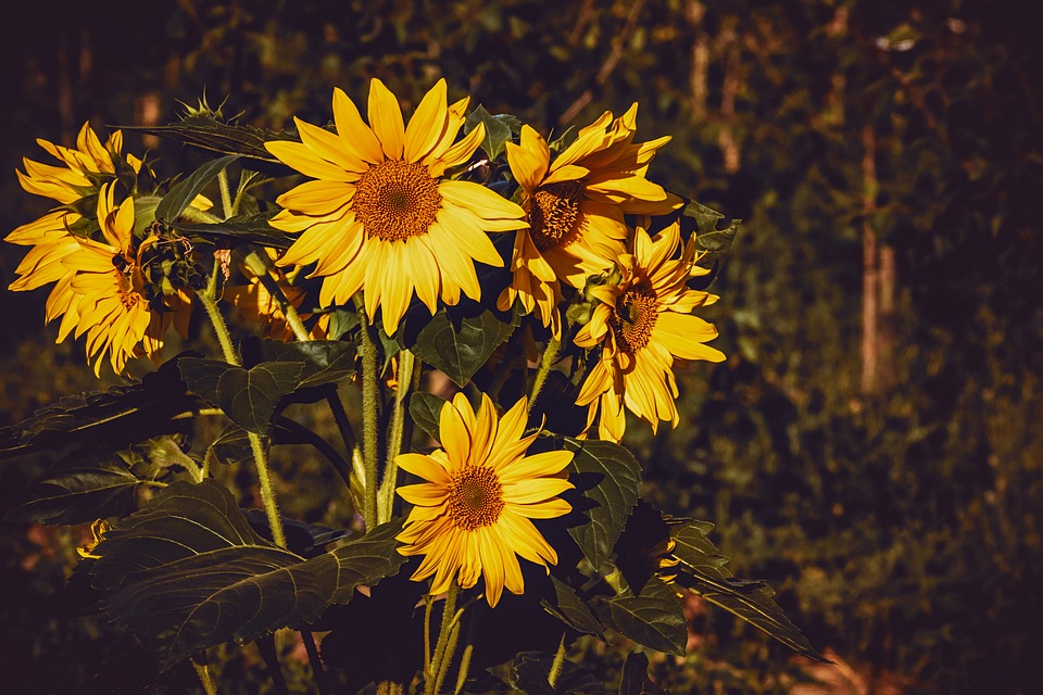 Blooming Sunflower Quotes And Captions For Instagram - CaptionsGram