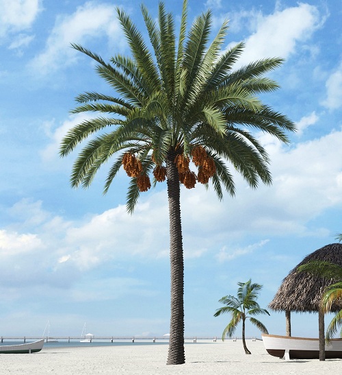 Caption For Palm Trees