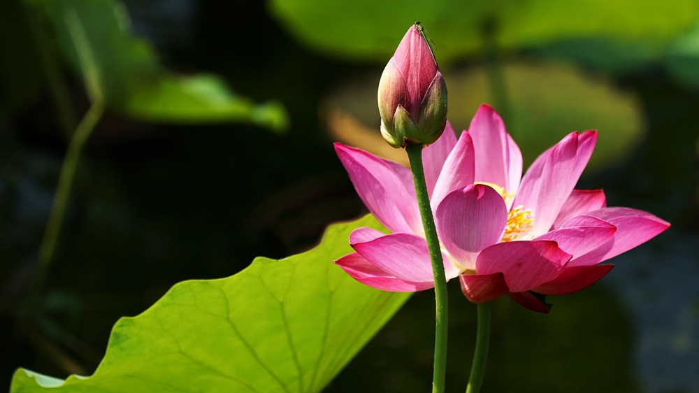 Catchy Lotus Flower Quotes