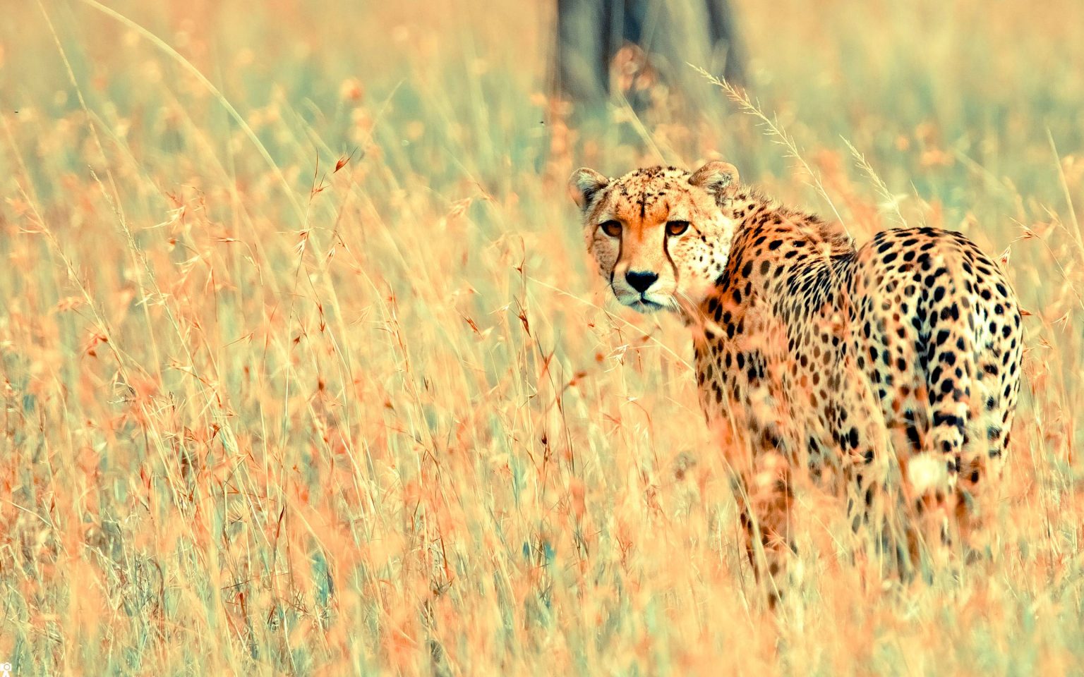 Cheetah Captions And Quotes For Instagram