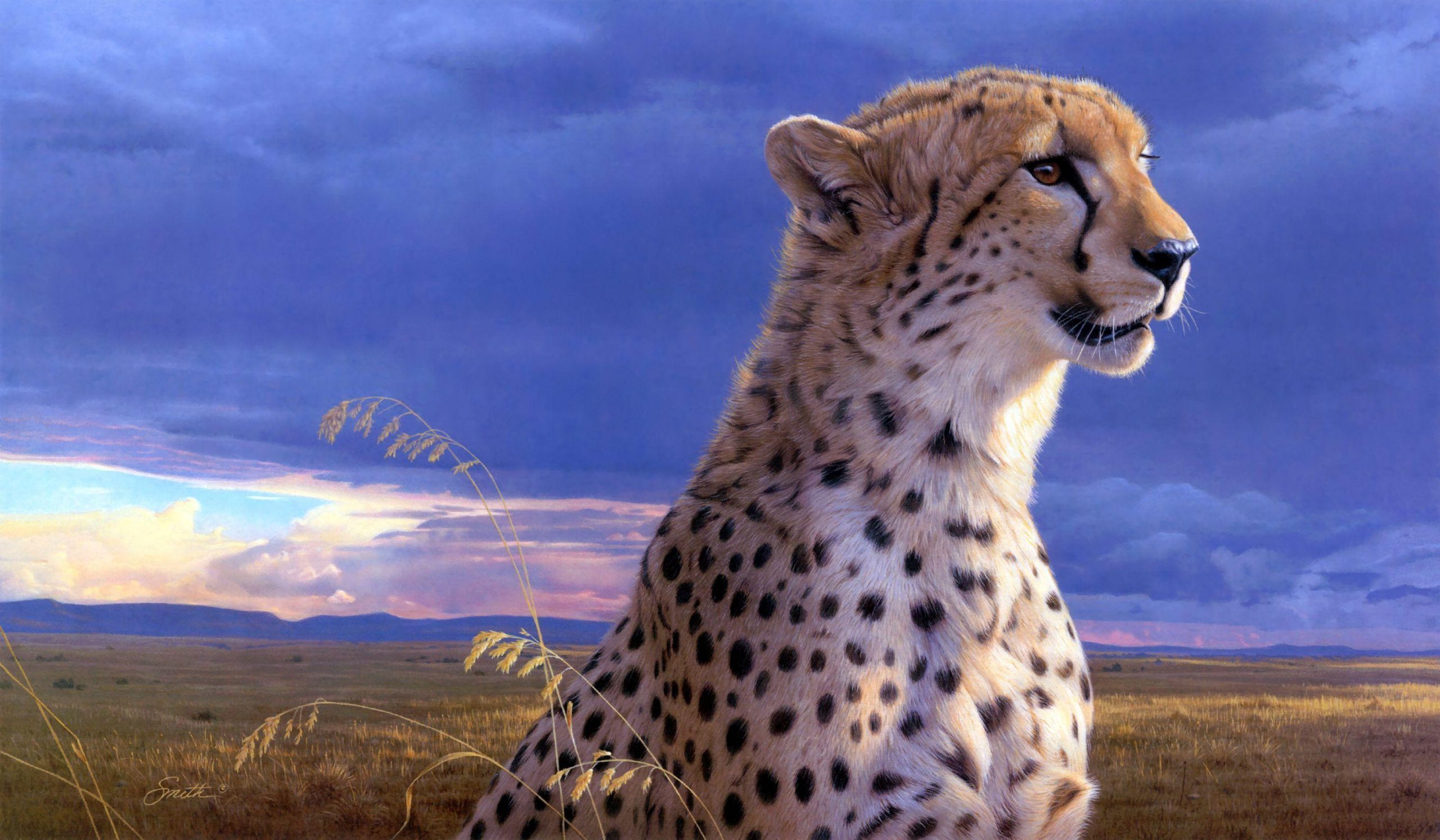 Cheetah Captions Quotes & Sayings