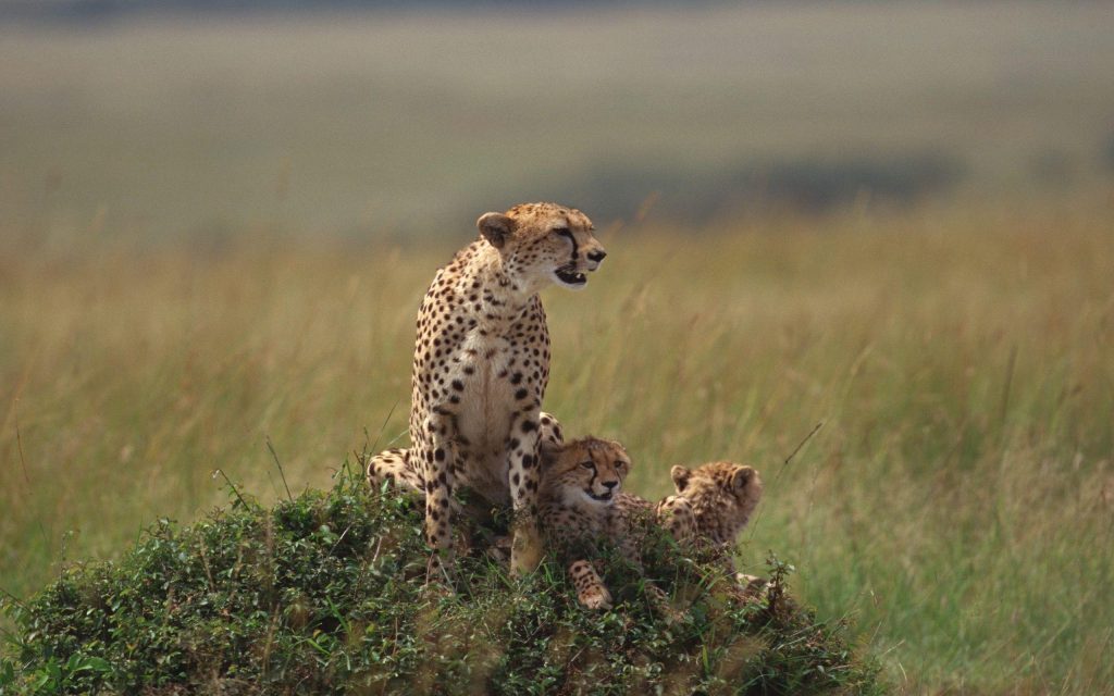 Cheetah Captions And Quotes For Instagram