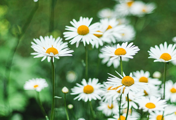 Blooming Daisy Captions for Instagram