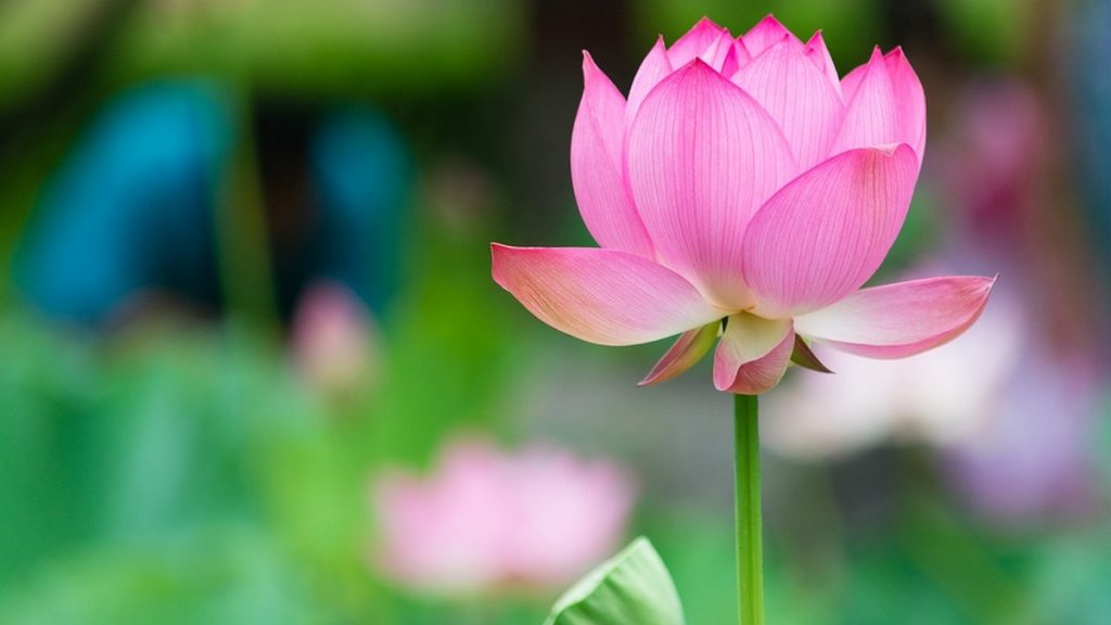 Catchy Lotus Flower Quotes