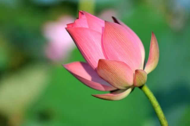 Lotus Flower Instagram Captions