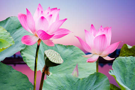 Lotus Flower Instagram Captions