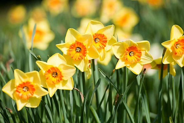 Lovely Daffodils Instagram Captions