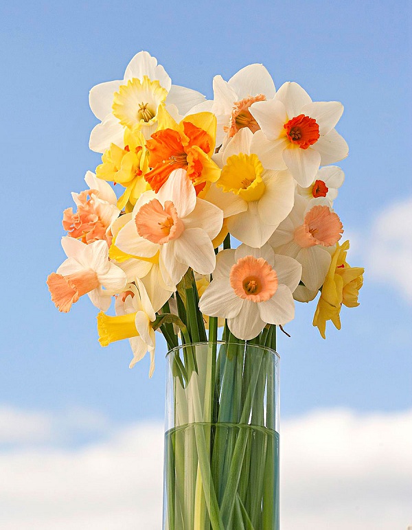 Lovely Daffodils Instagram Captions 
