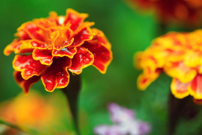 Awesome Marigold Captions for Instagram