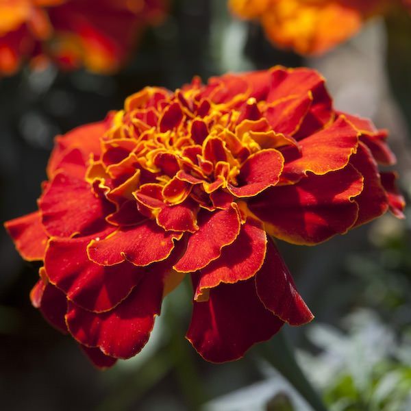 Marigold Flower Quotes