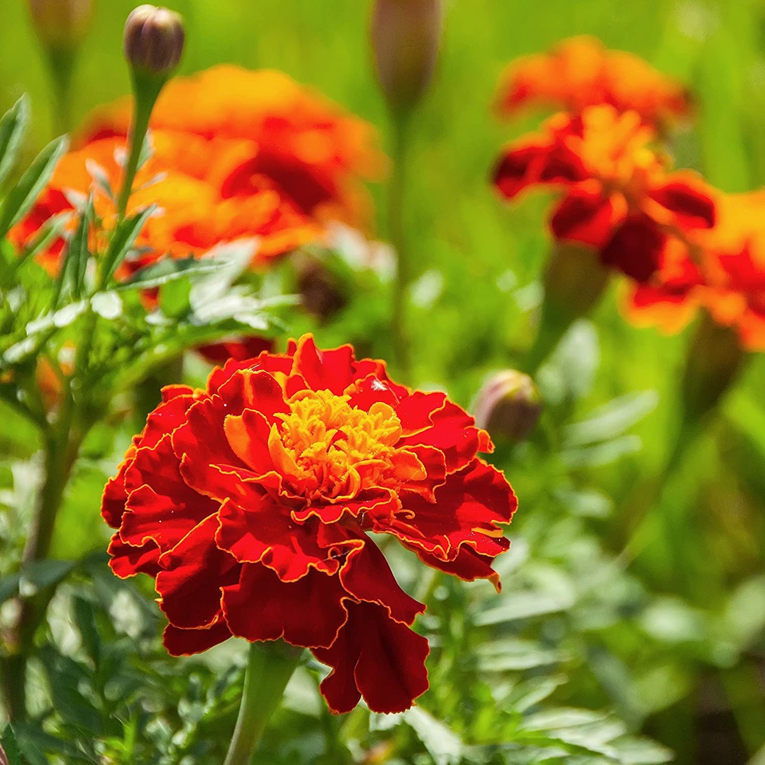 Awesome Marigold Captions for Instagram