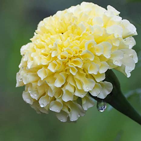 Marigold Flower Quotes