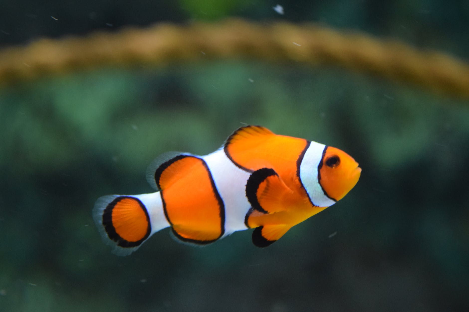 Pet fish quotes and captions