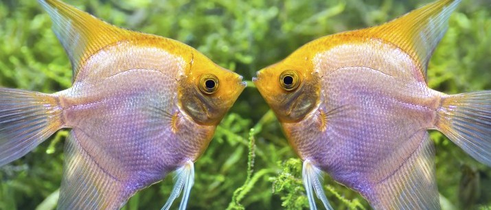Pet fish quotes and captions
