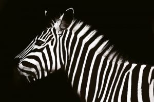 Top Zebra Captions For Instagram