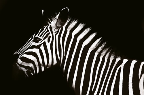Quotes and Sayings About Zebras