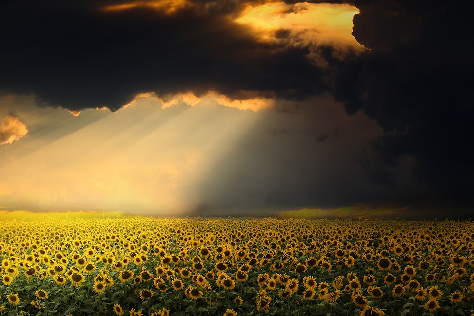 Beautiful Sunflower Captions with beautiful images