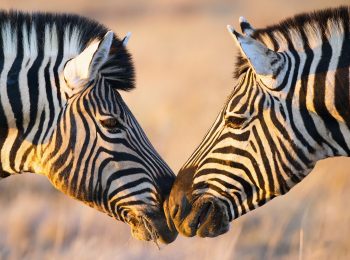 Top Zebra Captions For Instagram - CaptionsGram