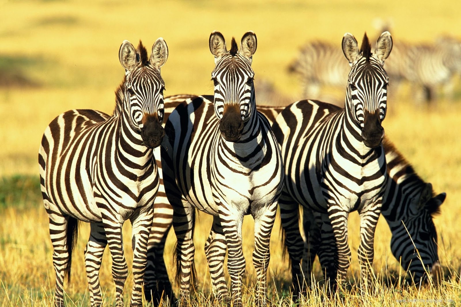 Zebras Captions