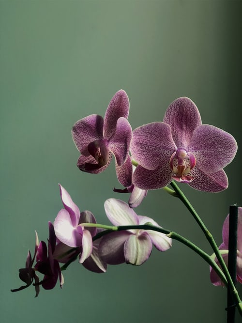 best Orchids captions