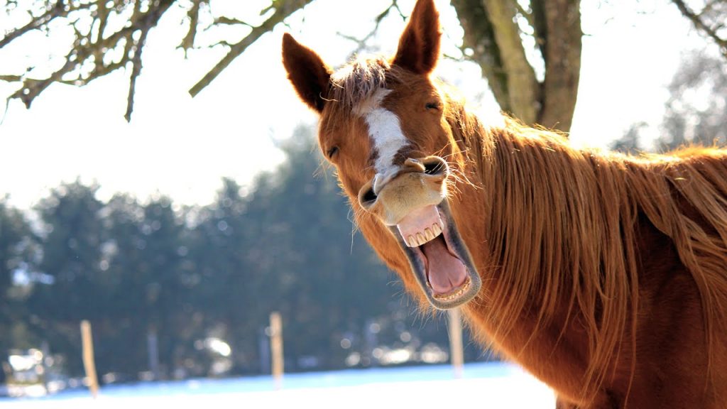 45+ Horse Captions & Quotes For Instagram