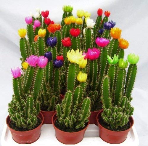 Cactus Captions for Instagram