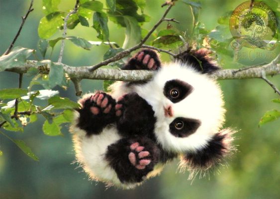 Cute Panda Instagram  captions